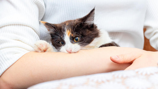 How to Prevent Cat Attacks on Their Owners: Essential Tips and Techniques Fleurlovin